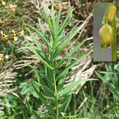 Sceau-de-Salomon verticillé - Polygonatum verticillatum