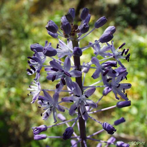 Scille fausse jacinthe - Nectaroscilla hyacinthoides