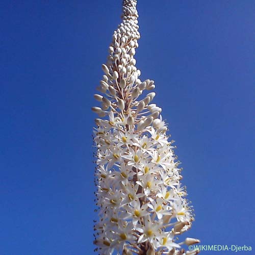 Scille maritime - Squilla maritima