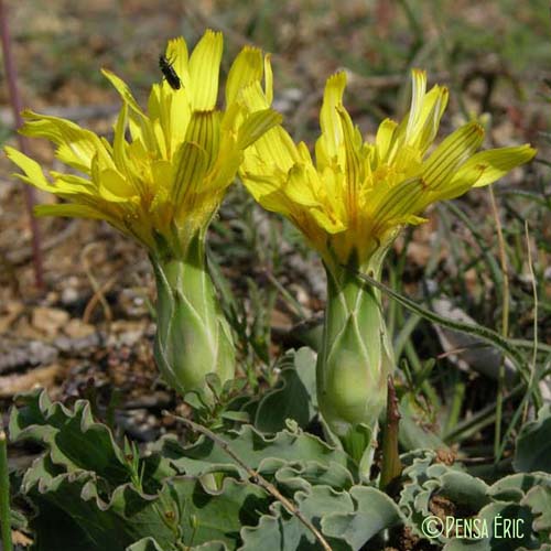 Scorzonère à feuilles de Buplèvre - Scorzonera austriaca subsp. bupleurifolia