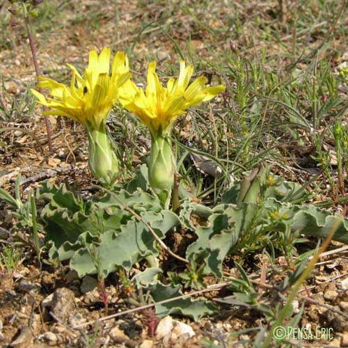 Scorzonère à feuilles de Buplèvre - Scorzonera austriaca subsp. bupleurifolia