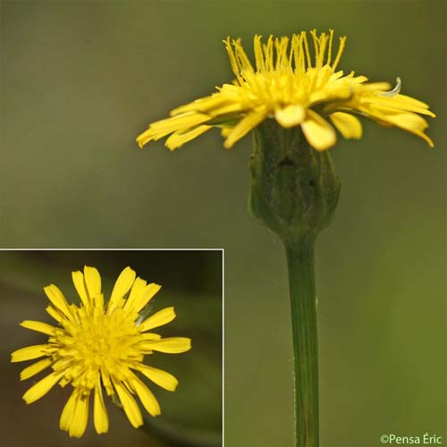 Scorzonère laciniée - Podospermum laciniatum subsp. laciniatum