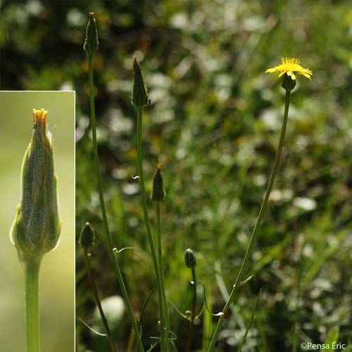 Scorzonère laciniée - Podospermum laciniatum subsp. laciniatum