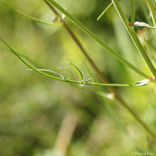 Scorzonère laciniée - Podospermum laciniatum subsp. laciniatum