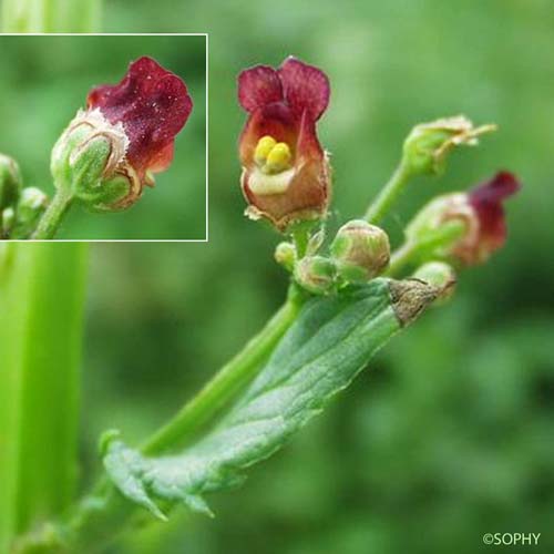 Scrofulaire à oreillettes - Scrophularia auriculata