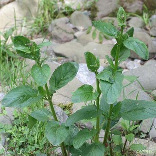 Scrofulaire à oreillettes - Scrophularia auriculata