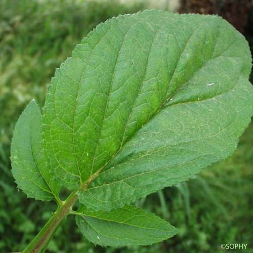 Scrofulaire à oreillettes - Scrophularia auriculata