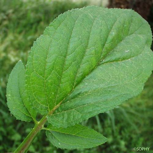 Scrofulaire à oreillettes - Scrophularia auriculata subsp. auriculata