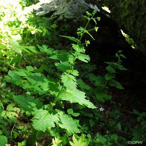 Scrofulaire de printemps - Scrophularia vernalis