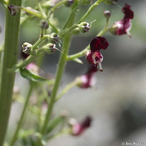 Scrofulaire du Jura - Scrophularia canina subsp. hoppei