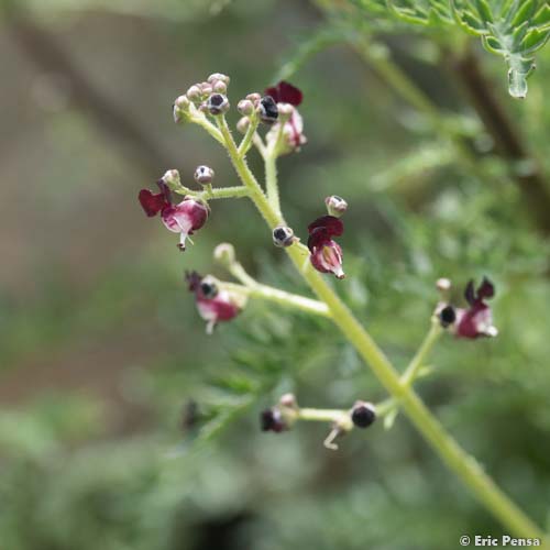 Scrofulaire du Jura - Scrophularia canina subsp. hoppei