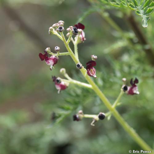 Scrofulaire du Jura - Scrophularia canina subsp. hoppii