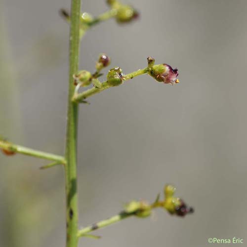 Scrofulaire luisante - Scrophularia provincialis