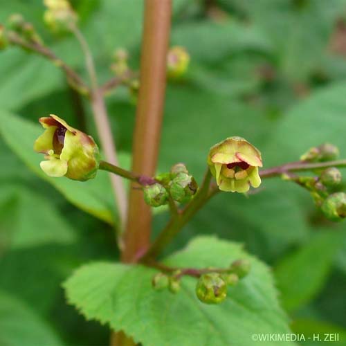 Scrofulaire noueuse - Scrophularia nodosa