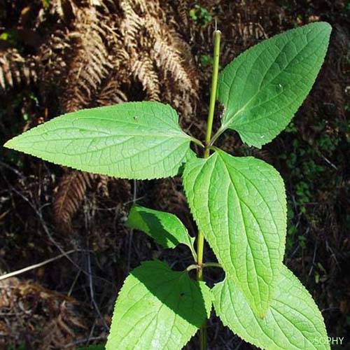 Scrofulaire noueuse - Scrophularia nodosa