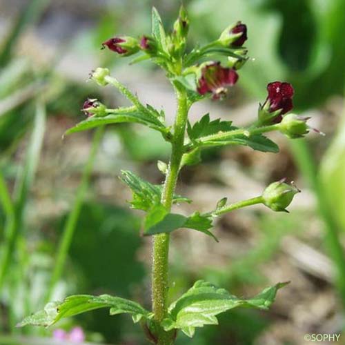 Scrofulaire voyageuse - Scrophularia peregrina