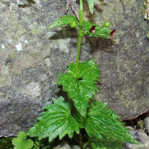 Scrofulaire voyageuse - Scrophularia peregrina