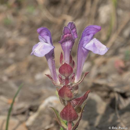 Scutellaire des Alpes - Scutellaria alpina