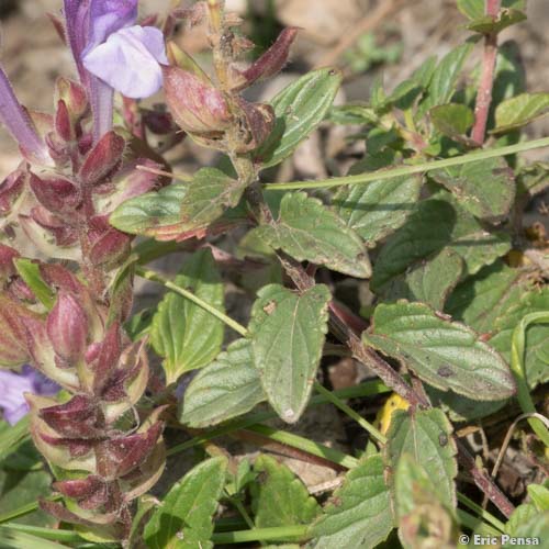 Scutellaire des Alpes - Scutellaria alpina