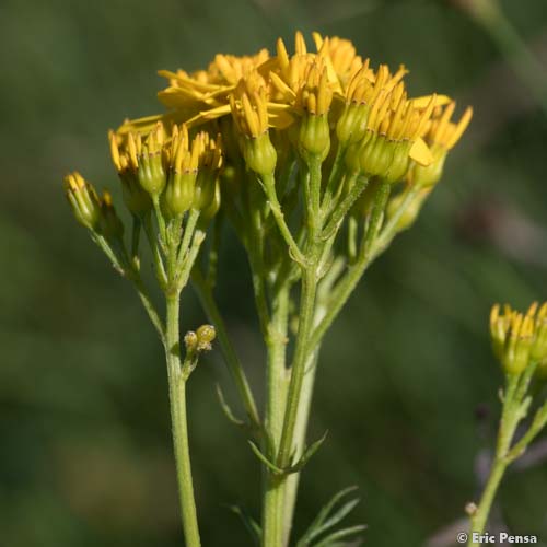 Séneçon à feuilles d'Adonis - Jacobaea adonidifolia