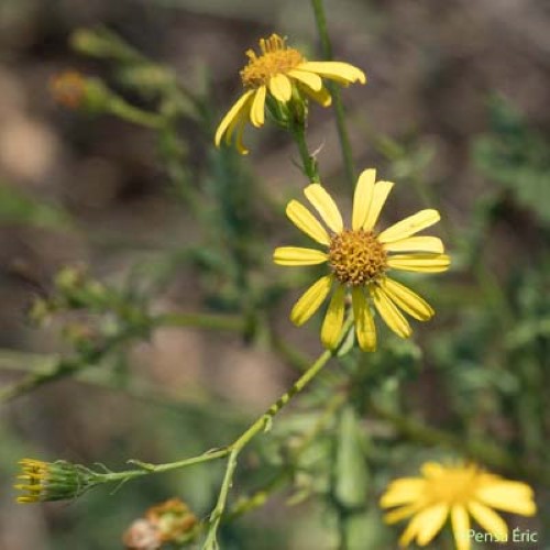 Séneçon à feuilles de Barbarée - Jacobaea erratica