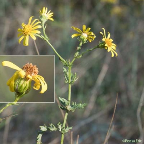 Séneçon à feuilles de Barbarée - Jacobaea erratica