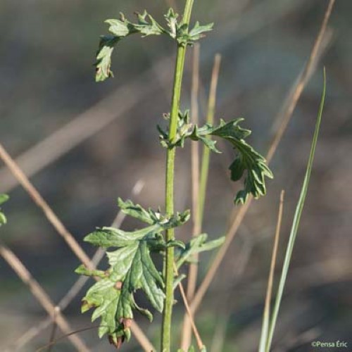 Séneçon à feuilles de Barbarée - Jacobaea erratica