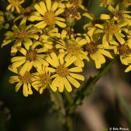 Séneçon à feuilles de Roquette - Jacobaea erucifolia subsp. erucifolia