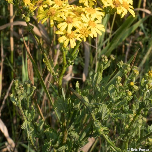 Séneçon à feuilles de Roquette - Jacobaea erucifolia subsp. erucifolia