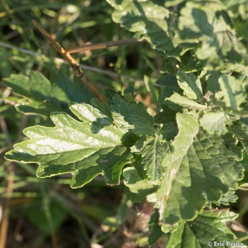 Séneçon à feuilles de Roquette - Jacobaea erucifolia subsp. erucifolia