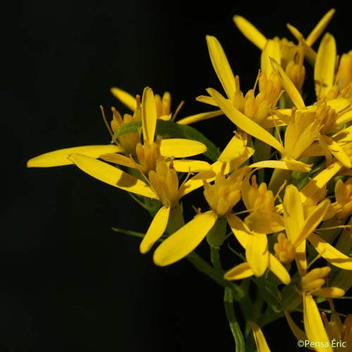 Séneçon alpestre - Senecio ovatus subsp. alpestris