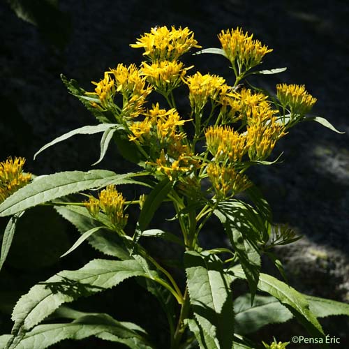 Séneçon alpestre - Senecio ovatus subsp. alpestris