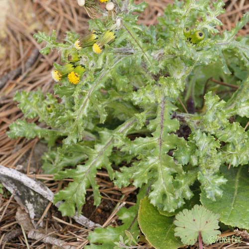 Séneçon commun - Senecio vulgaris subsp. vulgaris