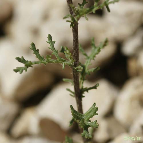 Séneçon de France - Senecio gallicus