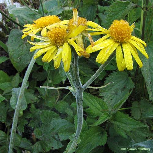 Séneçon doronic - Senecio doronicum