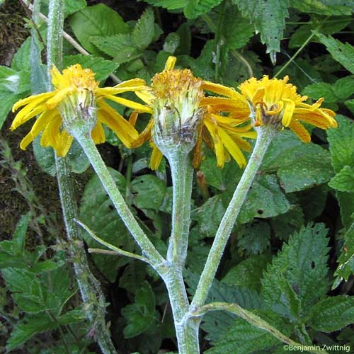 Séneçon doronic - Senecio doronicum