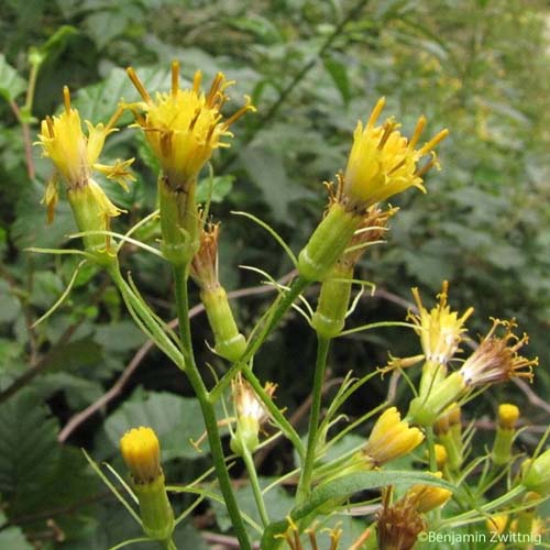 Séneçon fausse-cacalie - Senecio cacaliaster