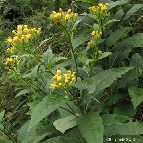 Séneçon fausse-cacalie - Senecio cacaliaster