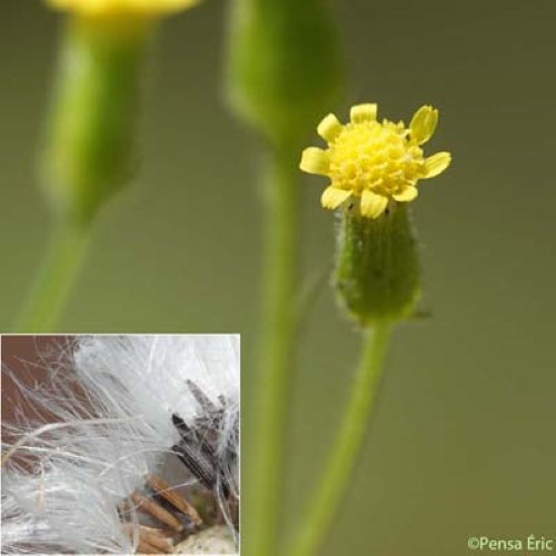 Séneçon livide - Senecio lividus