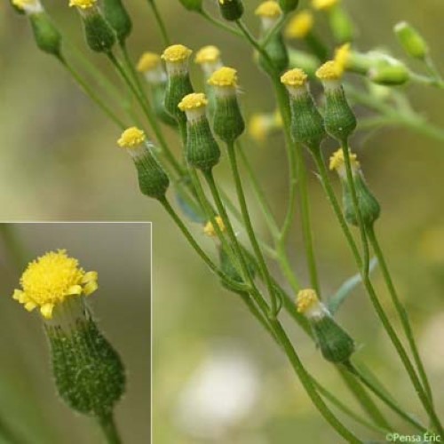 Séneçon livide - Senecio lividus