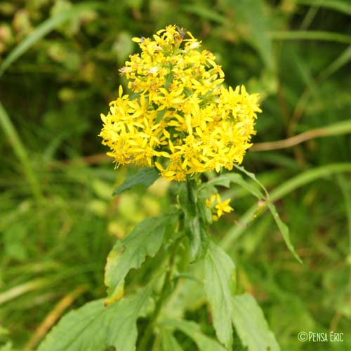 Séneçon ovale - Senecio ovatus subsp. ovatus