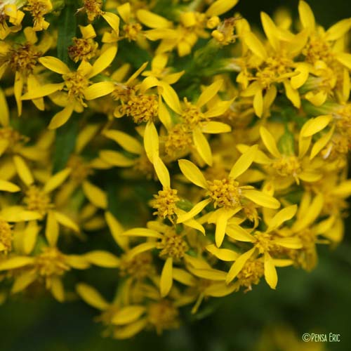 Séneçon ovale - Senecio ovatus subsp. ovatus