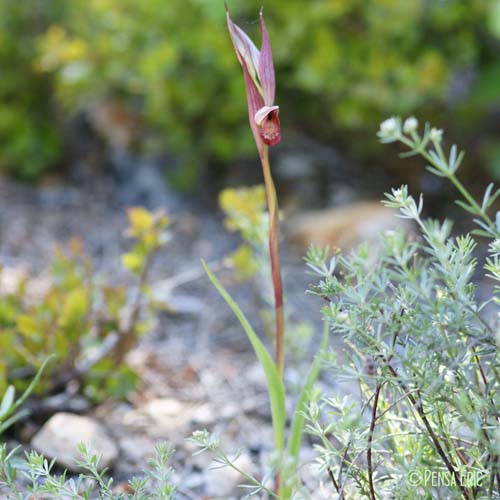 Sérapias à labelle allongé - Serapias vomeracea