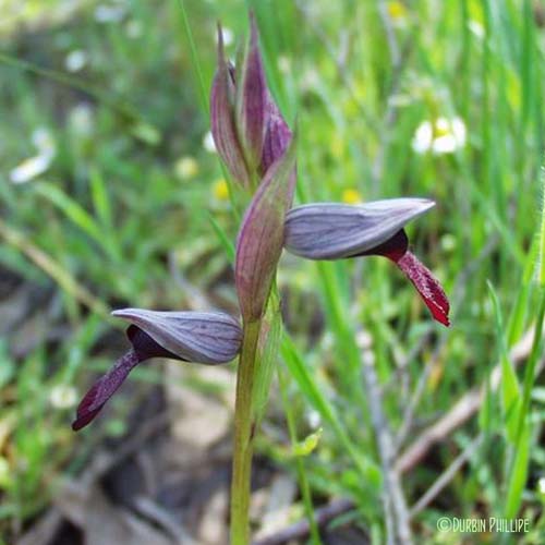 Sérapias à petites fleurs - Serapias parviflora