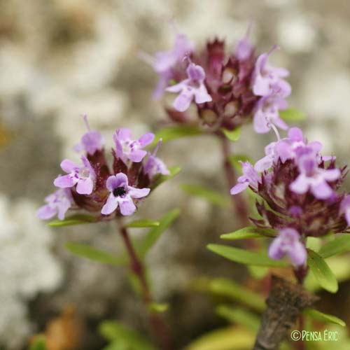 Serpolet - Thymus serpyllum subsp. serpyllum