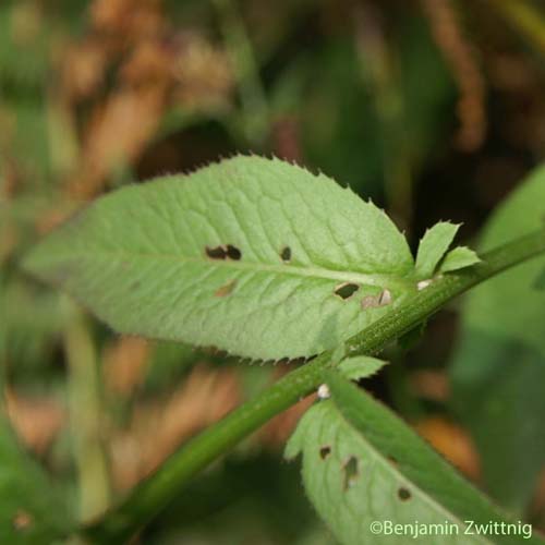 Serratule des teinturiers - Serratula tinctoria subsp. tinctoria