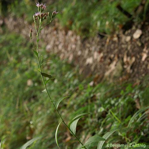 Serratule des teinturiers - Serratula tinctoria