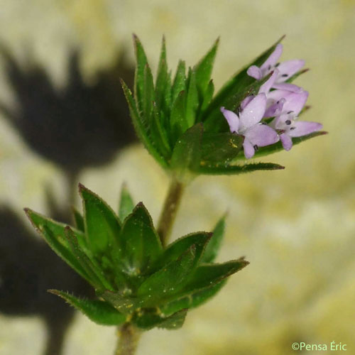 Shérardie des champs - Sherardia arvensis