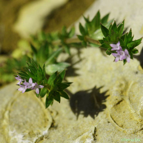 Shérardie des champs - Sherardia arvensis