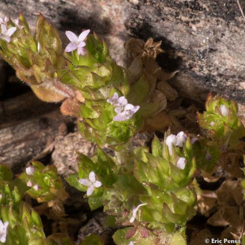 Shérardie des champs - Sherardia arvensis